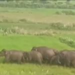 हाथियों का झुंड