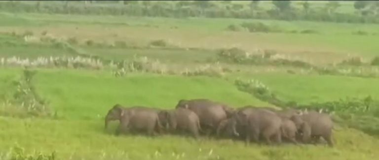 हाथियों का झुंड