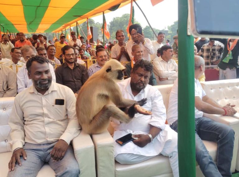 आशीर्वाद देने आए लंगूर