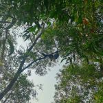 शव पेड़ से झूलता मिला