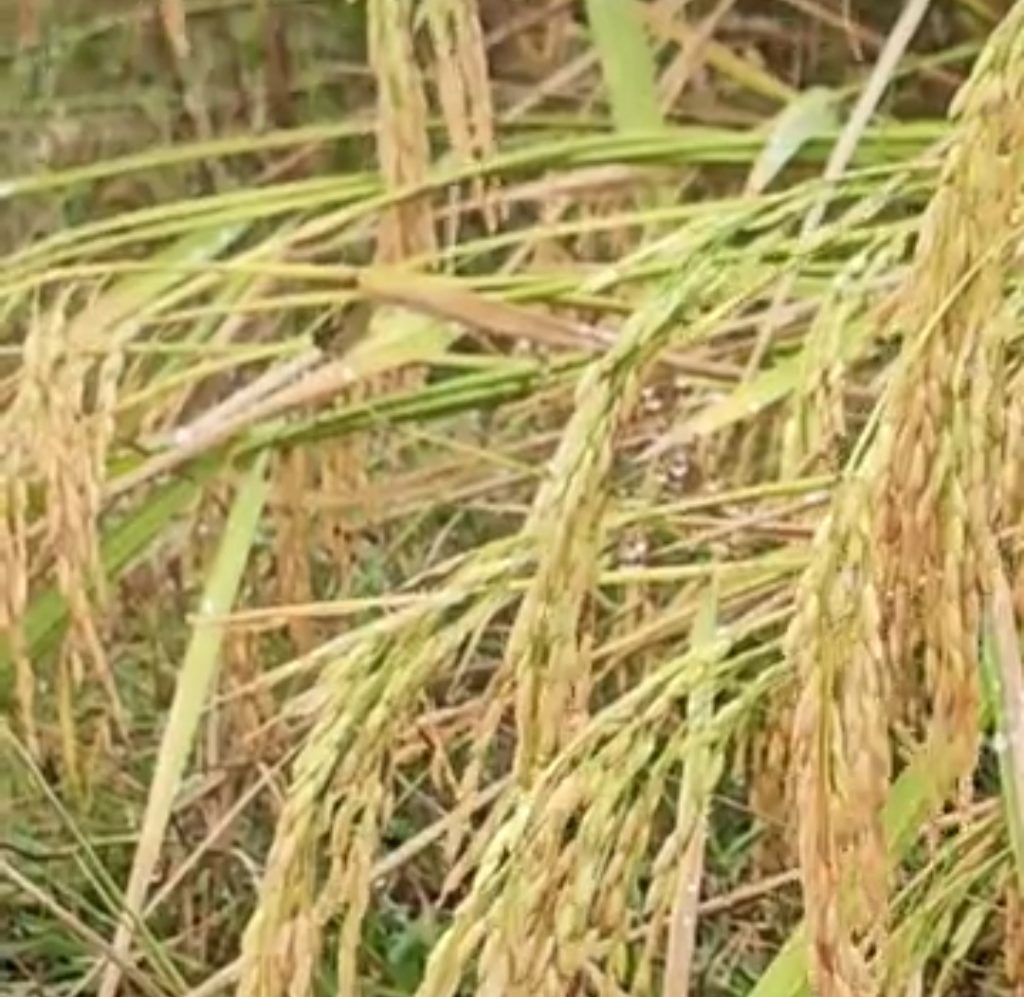 मोंथा का कहर