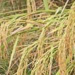 मोंथा का कहर