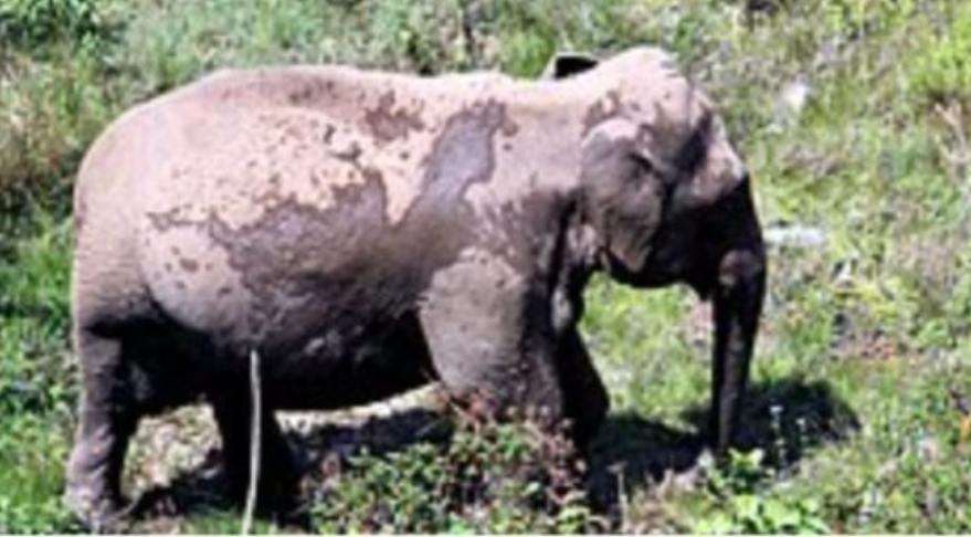 घायल हथिनी की मौत