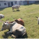 पशु तस्करी का पर्दाफाश