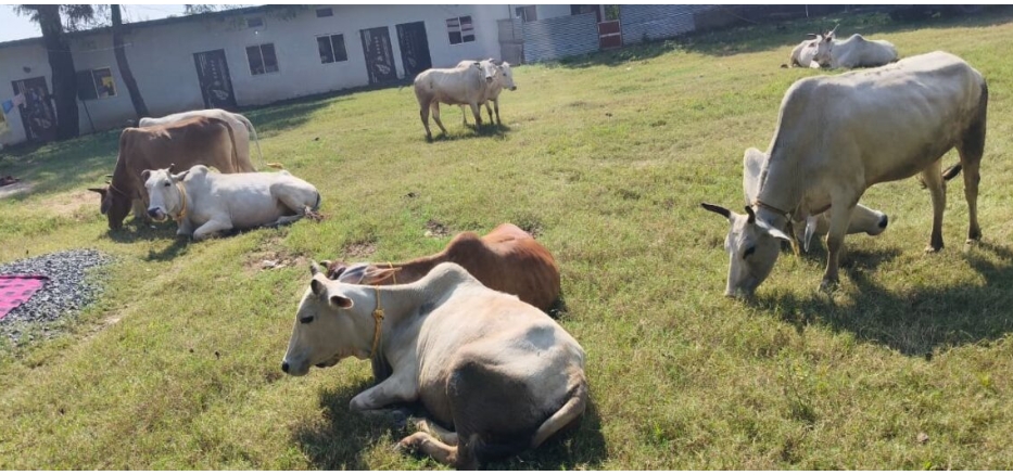 पशु तस्करी का पर्दाफाश