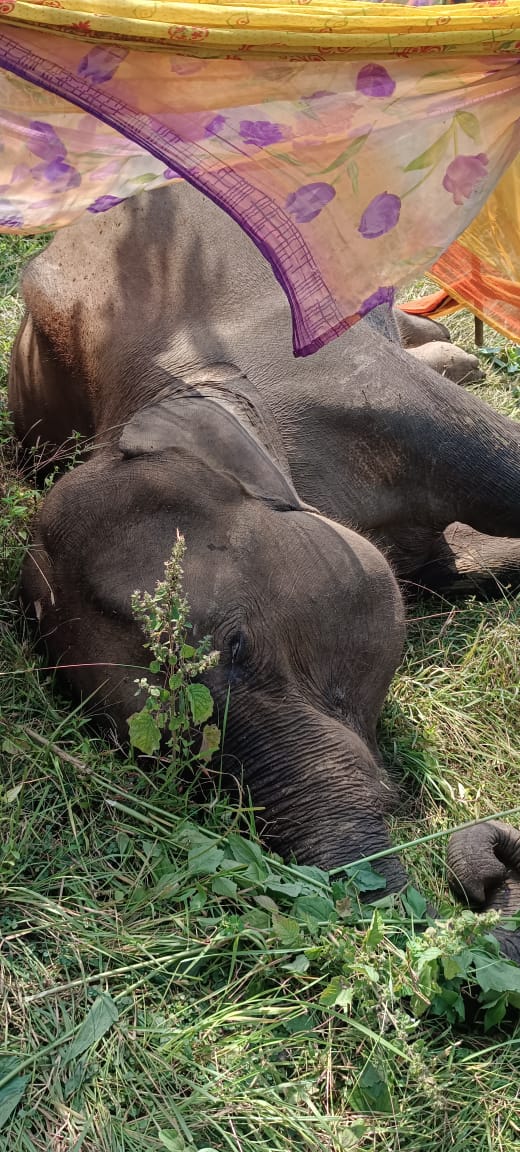 जंगली हाथी की मौत