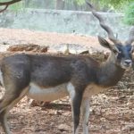 काले हिरण