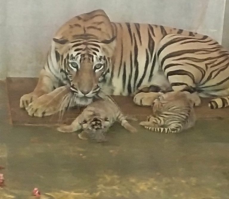 टाटा जू में दो शावकों को जन्म