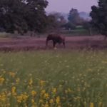 जंगली हाथियों का आतंक