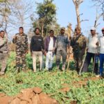 अफीम की अवैध फसल नष्‍ट की