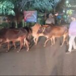 नौ गायों को कराया मुक्त