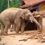 हाथी का आतंक