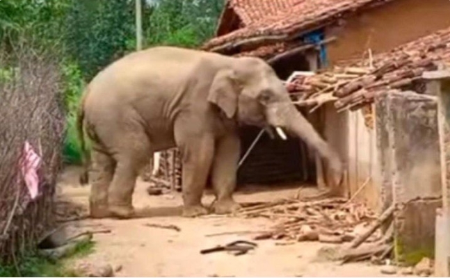 हाथी का आतंक