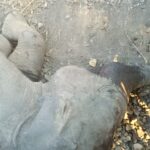 हाथी के बच्चे की मौत