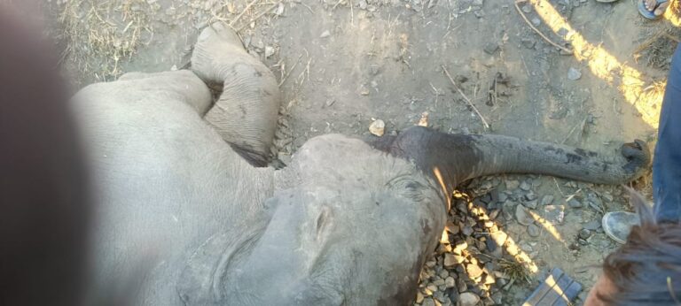 हाथी के बच्चे की मौत