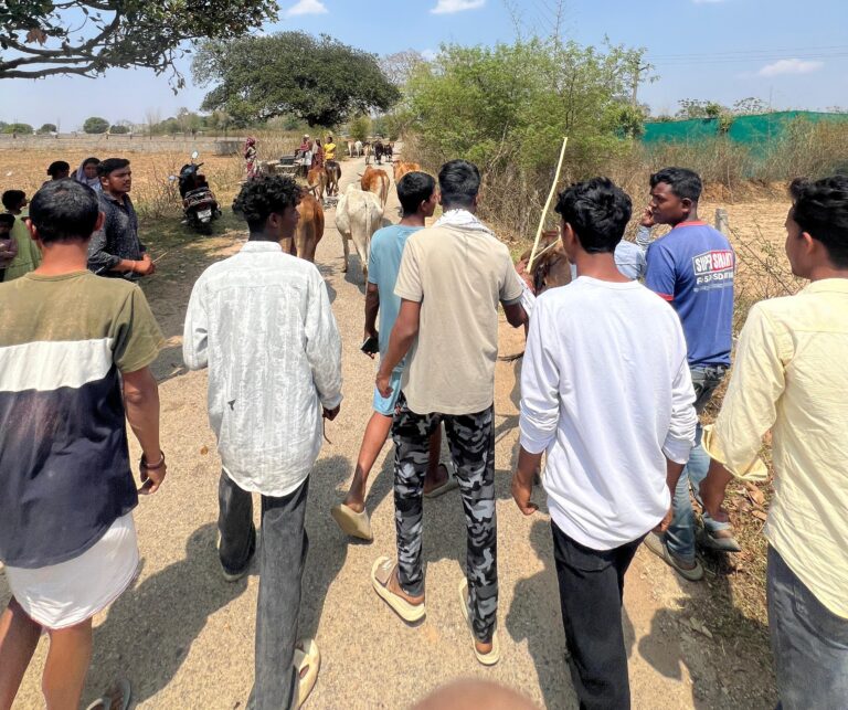 20 गाैवंश बरामद