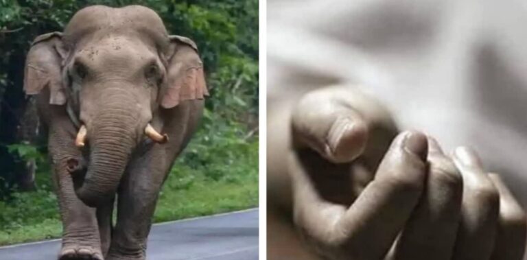 हाथी ने मारा