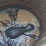 2कुएं में गिरा जंगली हाथी