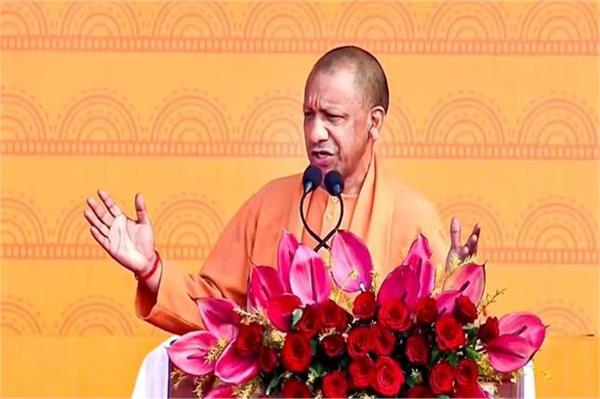 yogi