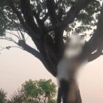 पेड़ से लटकते मिले युवक-युवती के शव