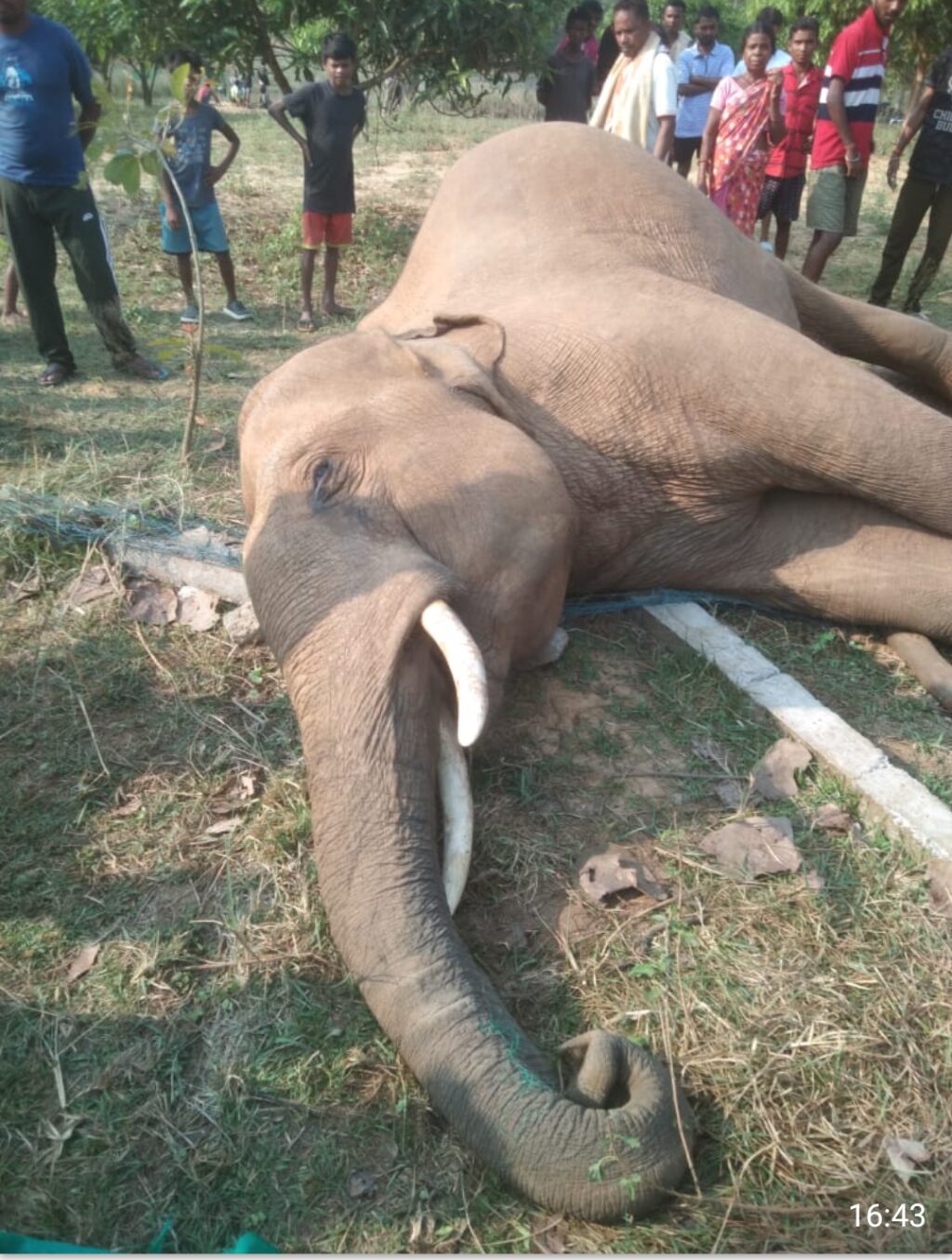 हाथी की संदिग्ध मौत