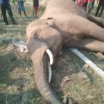 हाथी की संदिग्ध मौत