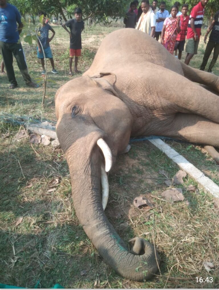 हाथी की संदिग्ध मौत