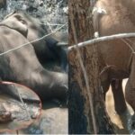 आईईडी ब्लास्ट की चपेट में आया हाथी