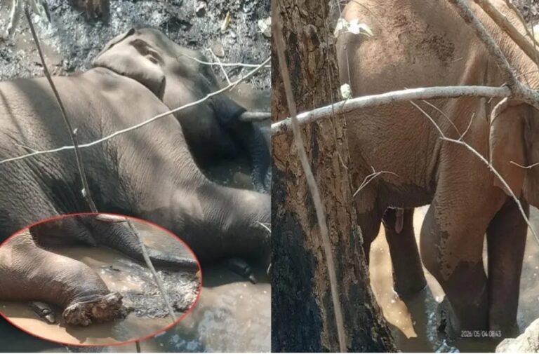 आईईडी ब्लास्ट की चपेट में आया हाथी