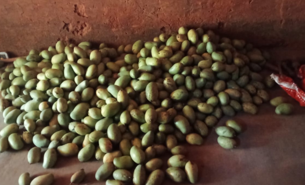 आम की फसल को नुकसान