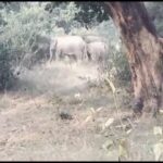 हाथियों का झुंड