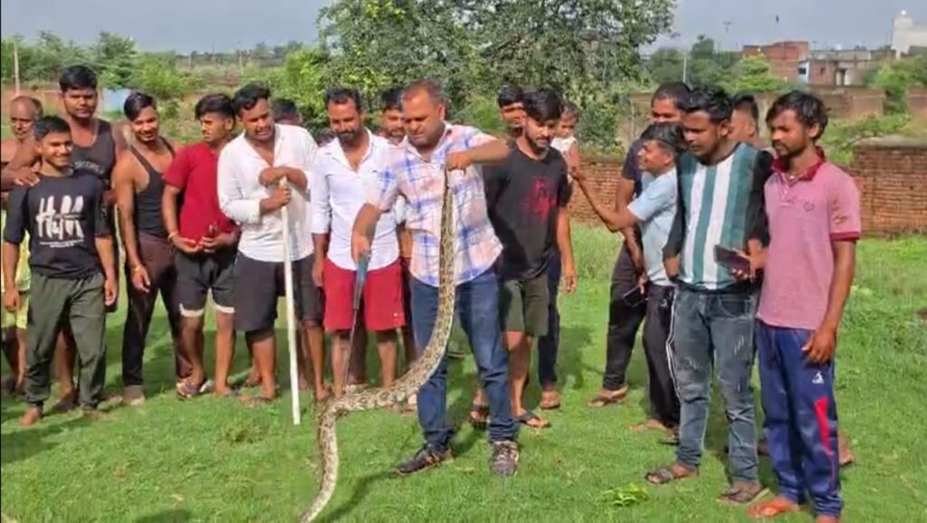 अजगर निकला