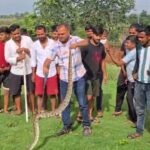 अजगर निकला