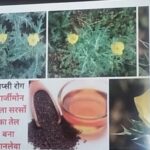 आर्जीमोन मिला सरसो का तेल