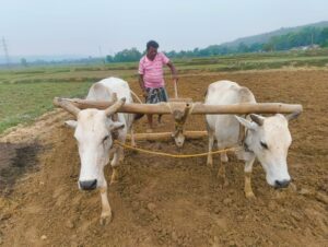 खेती ने पकड़ी रफ्तार