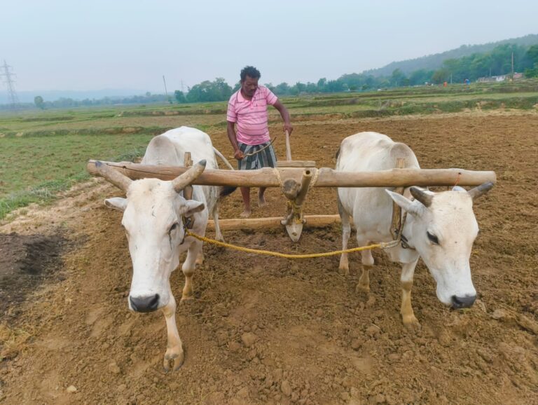 खेती ने पकड़ी रफ्तार