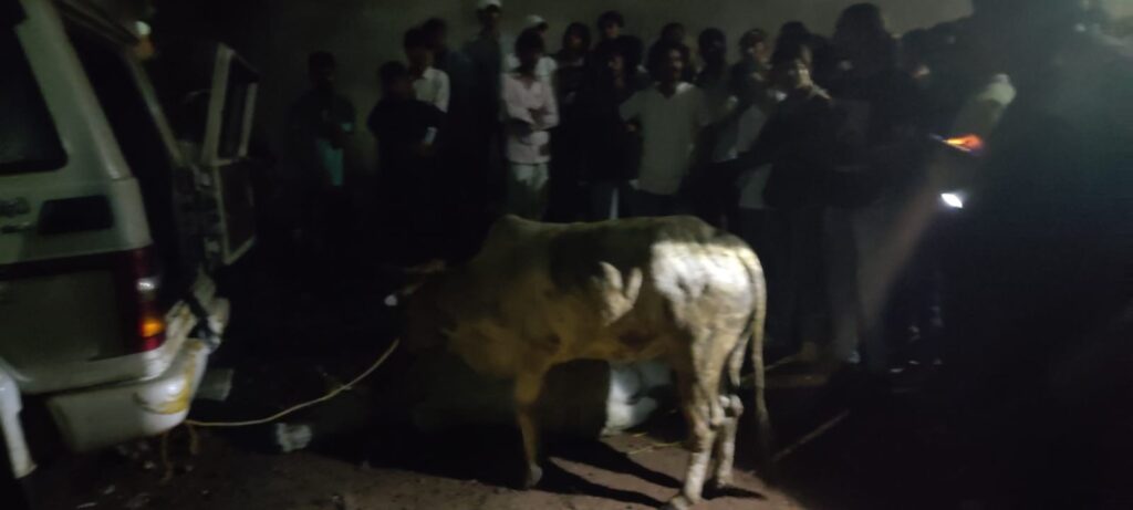 बोलेरो से गाय बरामद