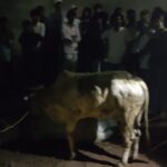 बोलेरो से गाय बरामद