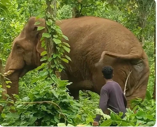 मानव हाथी संघर्ष
