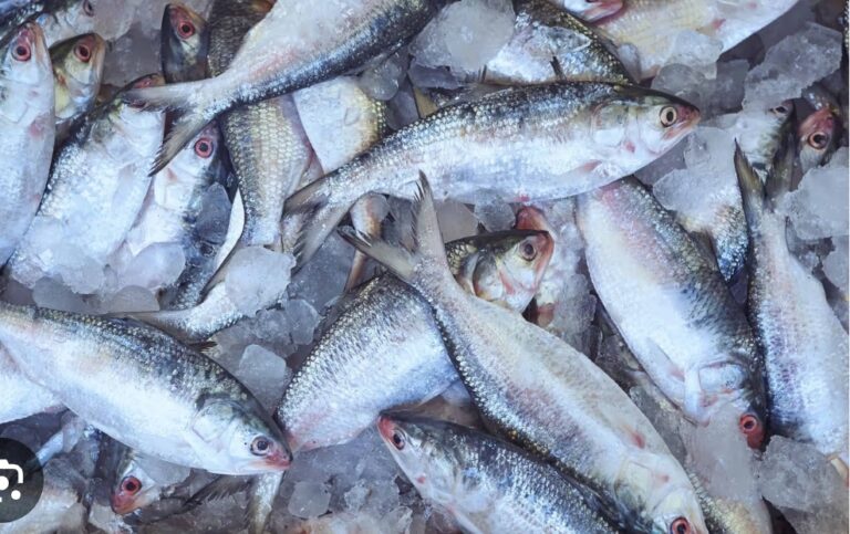 FISH