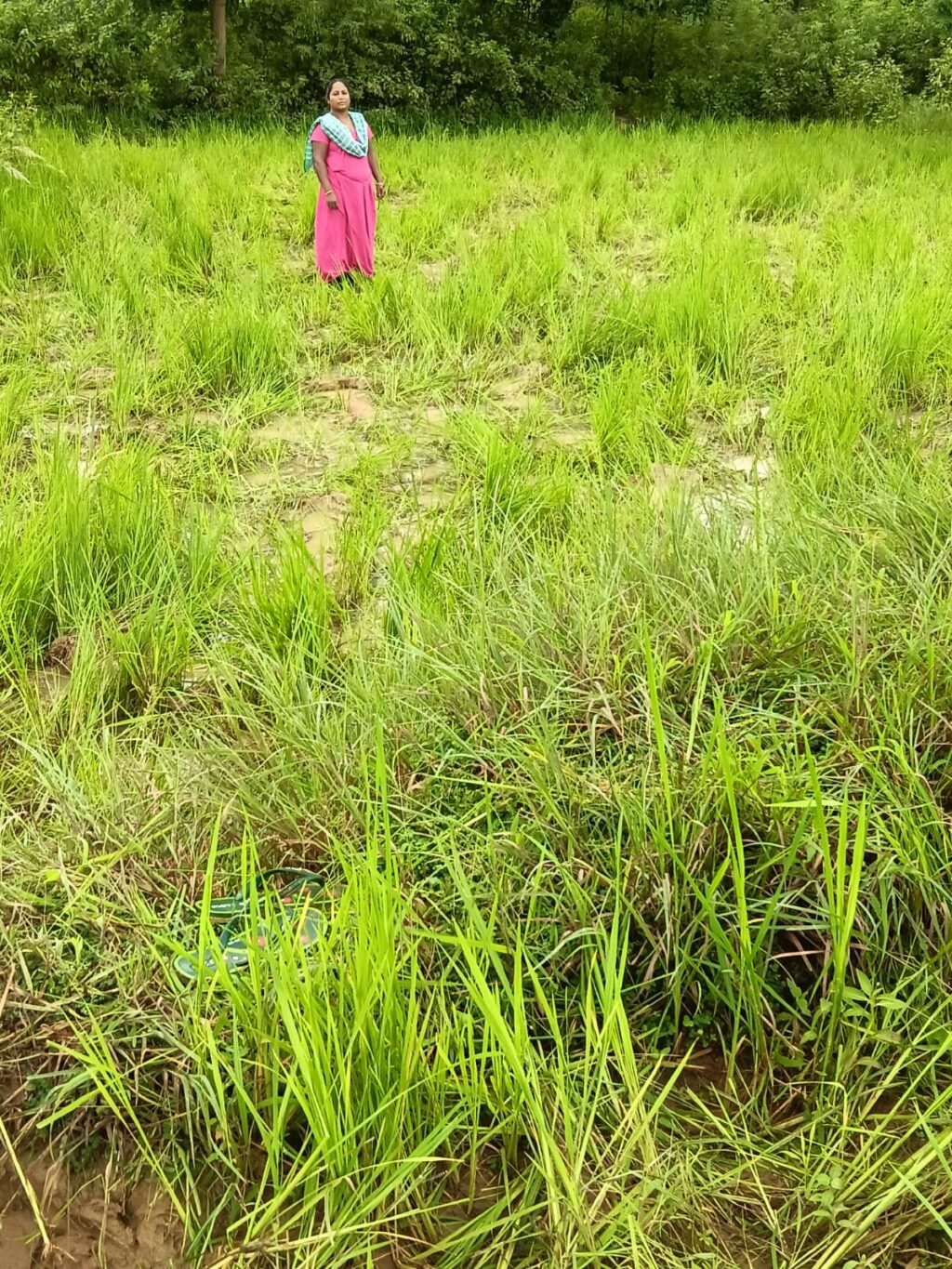 जंगली हाथियों ने रौंदी धान की फसल