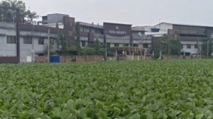 जल कुम्‍भी से पटा तालाब