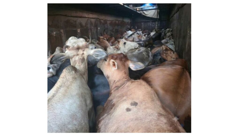 cow