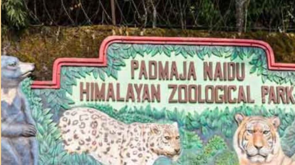 दार्जिलिंग चिड़ियाघर में तीन हिमालयन गोरल शावकों का जन्म