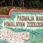 दार्जिलिंग चिड़ियाघर में तीन हिमालयन गोरल शावकों का जन्म
