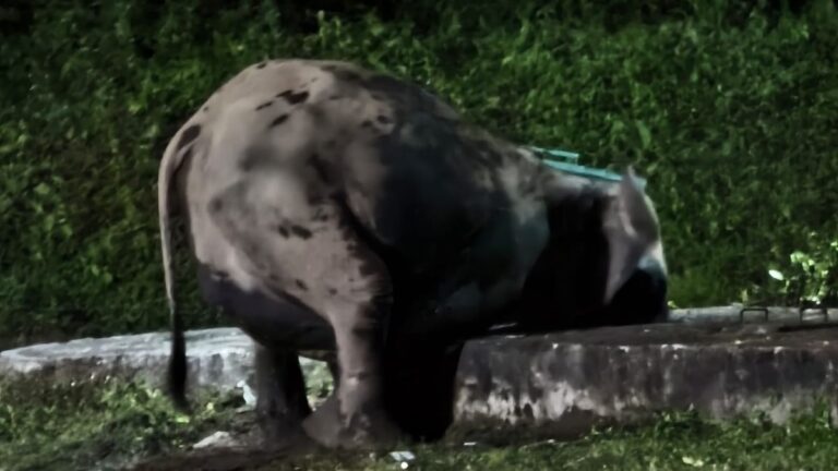 सेना के सेप्टिक टैंक में गिरे हाथी के बच्चे का सफल बचाव
